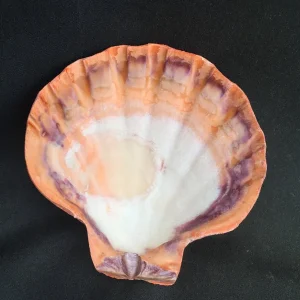 Large Orange Lion's Paw Sea Shell - Natural Marine Specimen Decor - Image 2