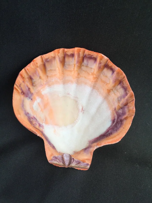 Large Orange Lion's Paw Sea Shell - Natural Marine Specimen Decor - Image 2