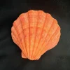 Large Orange Lion's Paw Sea Shell - Natural Marine Specimen Decor - Image 1