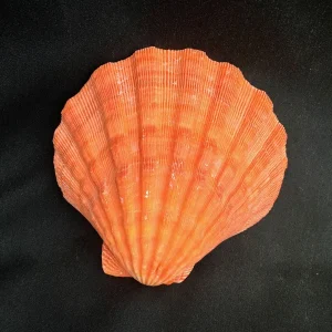 Large Orange Lion's Paw Sea Shell - Natural Marine Specimen Decor - Image 1