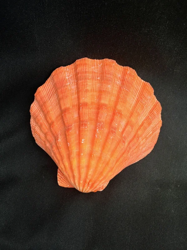 Large Orange Lion's Paw Sea Shell - Natural Marine Specimen Decor - Image 1