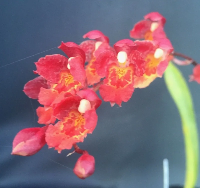 Lava Burst Miniature Orchid Live Plant in 2.5 inch Pot - Leomezia - Image 2