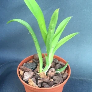 Lava Burst Miniature Orchid Live Plant in 2.5 inch Pot - Leomezia - Image 3