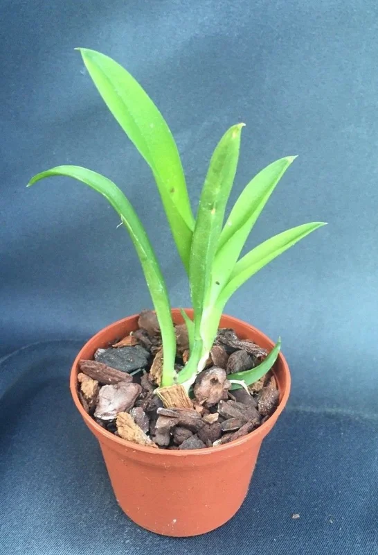 Lava Burst Miniature Orchid Live Plant in 2.5 inch Pot - Leomezia - Image 3