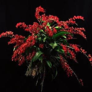 Lava Burst Miniature Orchid Live Plant in 2.5 inch Pot - Leomezia - Image 1