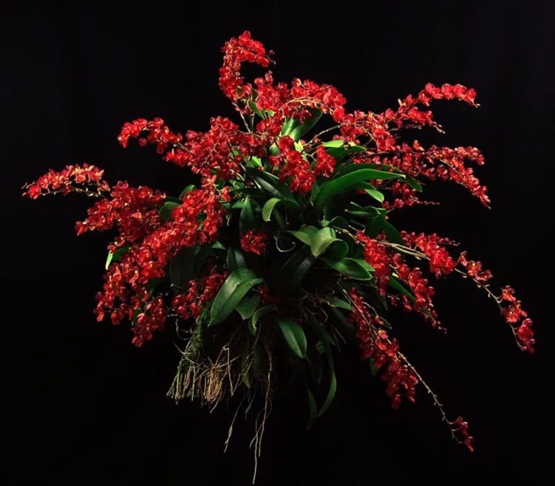 Lava Burst Miniature Orchid Live Plant in 2.5 inch Pot - Leomezia - Image 1