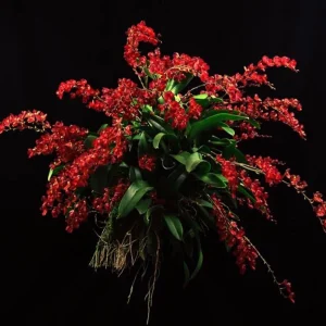 Lava Burst Miniature Orchid Live Plant – Potted in 2.5 inch Pot – Indoor - Image 1