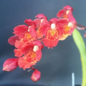 Lava Burst Miniature Orchid Live Plant – Potted in 2.5 inch Pot – Indoor - Image 2