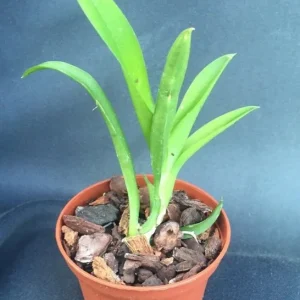 Lava Burst Miniature Orchid Live Plant – Potted in 2.5 inch Pot – Indoor - Image 3