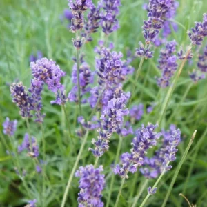 Lavender Grosso Live Plant Plug - Fragrant Purple Blooms for Gardens - Image 4