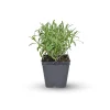 Lavender Grosso Live Plant Plug - Fragrant Purple Blooms for Gardens - Image 1