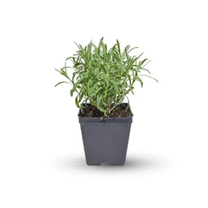 Lavender Grosso Live Plant Plug - Fragrant Purple Blooms for Gardens - Image 1