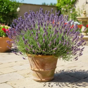 Lavender Live Plant in 4 Inch Pot, 4-5 Inches Tall, Vibrant Purple Flowers - Image 3