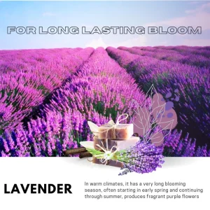 Lavender Live Plant in 4 Inch Pot, 4-5 Inches Tall, Vibrant Purple Flowers - Image 4