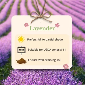 Lavender Live Plant in 4 Inch Pot, 4-5 Inches Tall, Vibrant Purple Flowers - Image 5