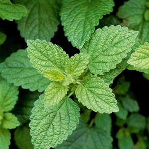 Lemon Balm Live Plant – Fresh Culinary Herb Shrub 6-7 Inch Tall – Fragrant Edible Leaves - Image 2