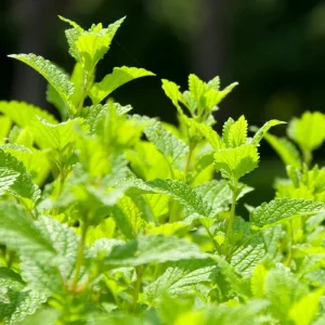 Lemon Balm Live Plant – Fresh Culinary Herb Shrub 6-7 Inch Tall – Fragrant Edible Leaves - Image 3
