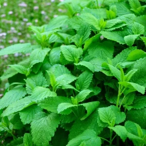 Lemon Balm Live Plant – Fresh Culinary Herb Shrub 6-7 Inch Tall – Fragrant Edible Leaves - Image 4