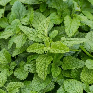 Lemon Balm Live Plant – Fresh Culinary Herb Shrub 6-7 Inch Tall – Fragrant Edible Leaves - Image 5