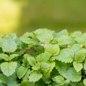 Lemon Balm Live Plant – Fresh Culinary Herb Shrub 6-7 Inch Tall – Fragrant Edible Leaves - Image 6