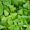 Lemon Balm Live Plant – Fresh Culinary Herb Shrub 6-7 Inch Tall – Fragrant Edible Leaves - Image 1