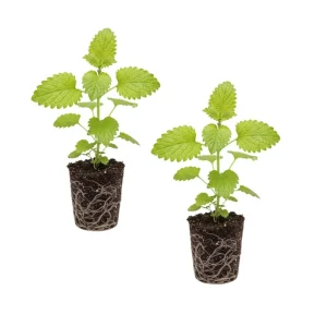 Lemon Balm Live Plant - Fresh Lemon Scent Herb Plug - Beginner Friendly Indoor/Outdoor - Image 2