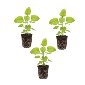 Lemon Balm Live Plant - Fresh Lemon Scent Herb Plug - Beginner Friendly Indoor/Outdoor - Image 3