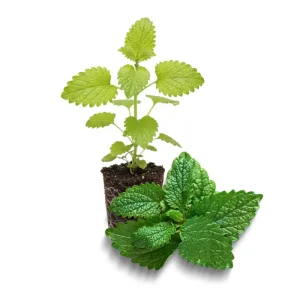Lemon Balm Live Plant - Fresh Lemon Scent Herb Plug - Beginner Friendly Indoor/Outdoor - Image 1