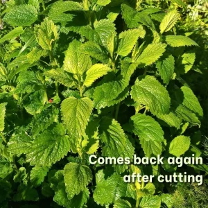 Lemon Balm Live Plant - Fresh Lemon Scent Herb Plug - Beginner Friendly Indoor/Outdoor - Image 4