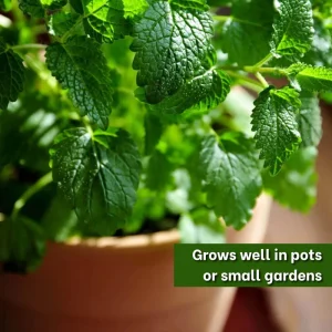 Lemon Balm Live Plant - Fresh Lemon Scent Herb Plug - Beginner Friendly Indoor/Outdoor - Image 7