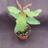 Lemon Eucalyptus Live Plant - Fragrant Foliage, 3 Inch Pot, Outdoor/Indoor - Image 1