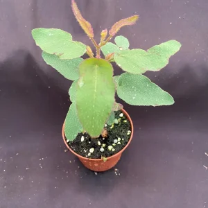Lemon Eucalyptus Live Plant - Fragrant Foliage, 3 Inch Pot, Outdoor/Indoor - Image 1