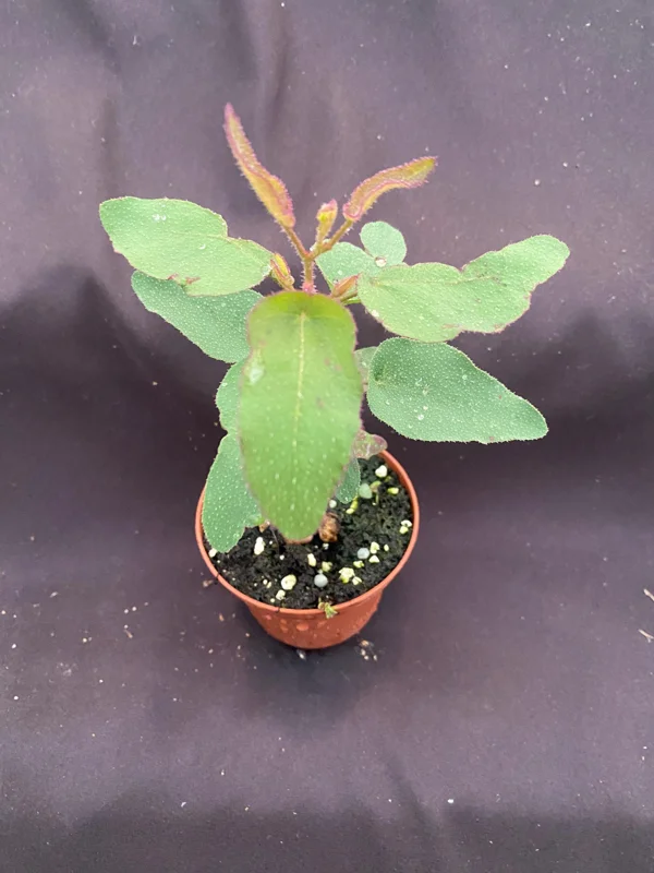 Lemon Eucalyptus Live Plant - Fragrant Foliage, 3 Inch Pot, Outdoor/Indoor - Image 1