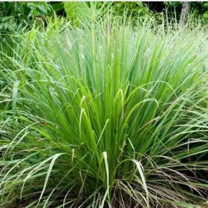 Lemon Grass Live Plant – 1 Gallon Pot – Culinary Herb & Repellent - Image 2