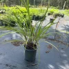 Lemon Grass Live Plant – 1 Gallon Pot – Culinary Herb & Repellent - Image 1