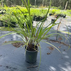 Lemon Grass Live Plant – 1 Gallon Pot – Culinary Herb & Repellent - Image 1