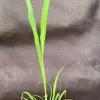 Lemon Grass Live Plant – Cymbopogon citratus – Fast Growing Herb – 3" Pot - Image 1