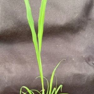 Lemon Grass Live Plant – Cymbopogon citratus – Fast Growing Herb – 3" Pot - Image 1