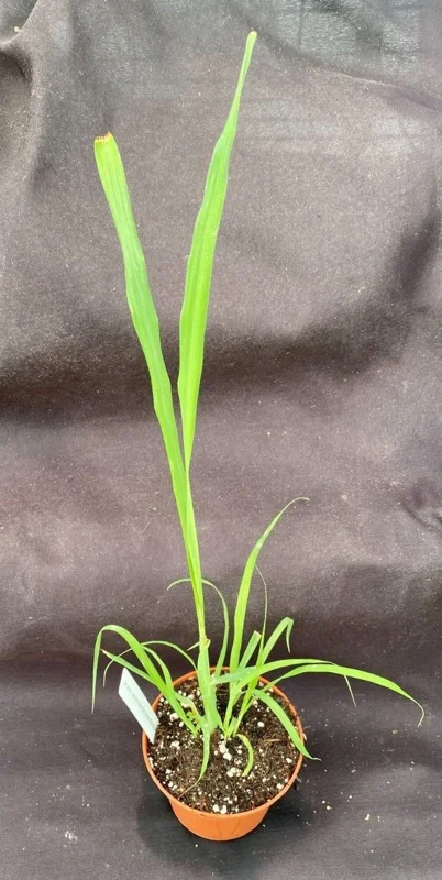 Lemon Grass Live Plant – Cymbopogon citratus – Fast Growing Herb – 3" Pot - Image 1