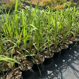 Lemongrass Live Plant – Cymbopogon citratus – 1 Gallon Pot – Culinary Herb - Image 2