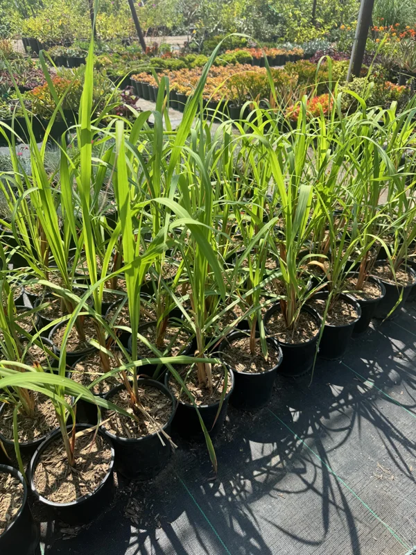 Lemongrass Live Plant – Cymbopogon citratus – 1 Gallon Pot – Culinary Herb - Image 2