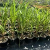 Lemongrass Live Plant – Cymbopogon citratus – 1 Gallon Pot – Culinary Herb - Image 1