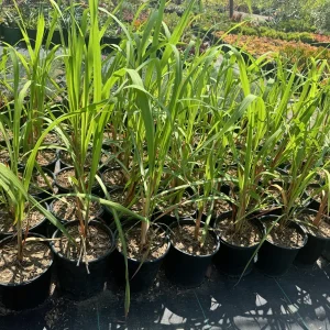 Lemongrass Live Plant – Cymbopogon citratus – 1 Gallon Pot – Culinary Herb - Image 1