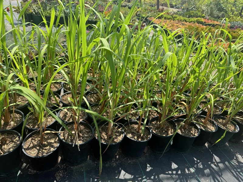 Lemongrass Live Plant – Cymbopogon citratus – 1 Gallon Pot – Culinary Herb - Image 1