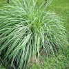 Lemongrass Live Plant – Rooted Starter – Perennial Citrus Grass - Image 1
