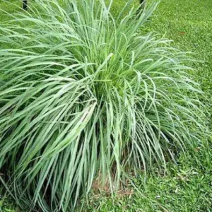 Lemongrass Live Plant – Rooted Starter – Perennial Citrus Grass - Image 1