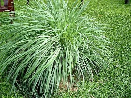 Lemongrass Plant Wasp Repellent Aromatic Rooted Starter Perennial Live Plant - Image 2