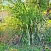 Lemongrass Plant Wasp Repellent Aromatic Rooted Starter Perennial Live Plant - Image 1