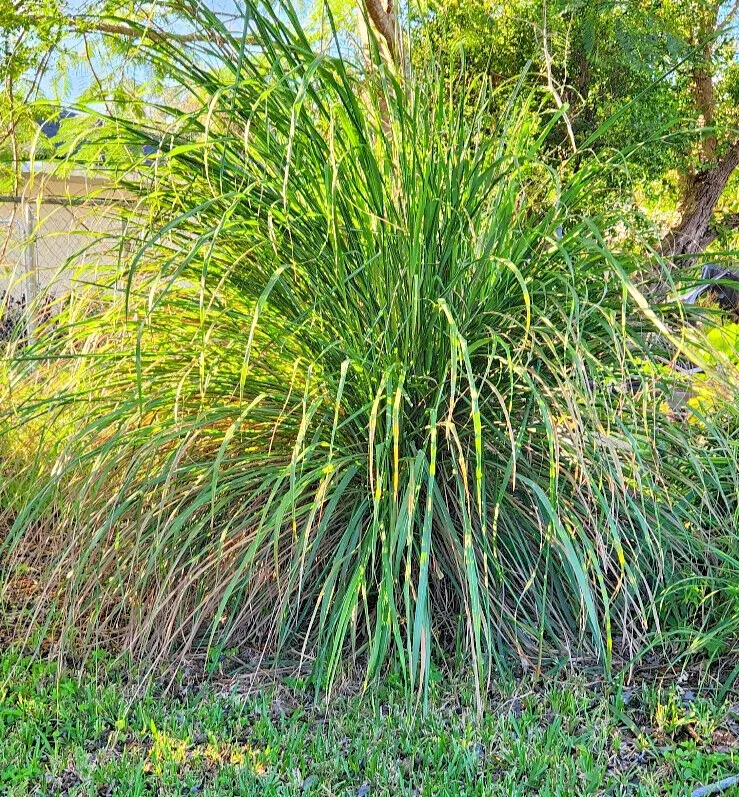 Lemongrass Plant Wasp Repellent Aromatic Rooted Starter Perennial Live Plant - Image 1