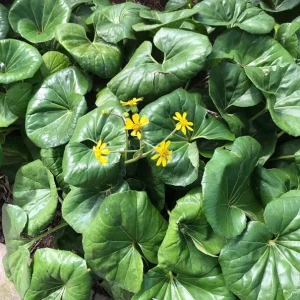 Leopard Plant (Farfugium gigantea) Live Plant - 1 Gallon Potted Perennial - Image 2